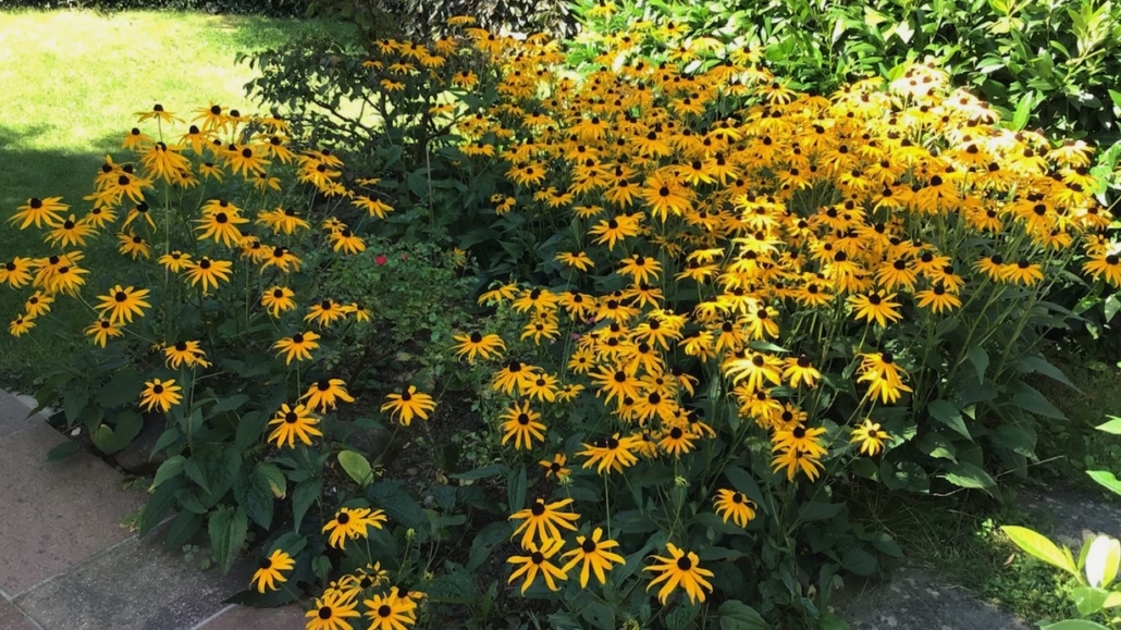 heller-kinesiologie_Spätsommer_Beitragsbild_16-9