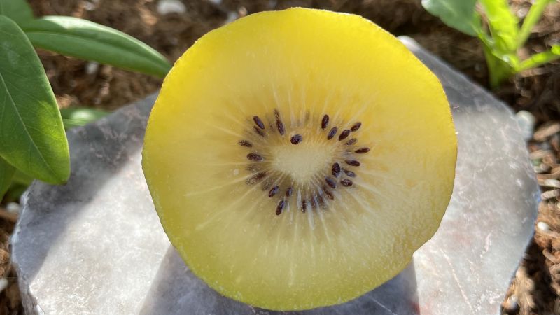 heller-kinesiologie_Beitragsbild_kiwi-Sommer2022_16-9